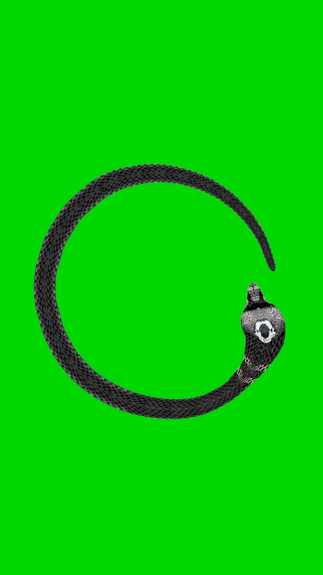 Svenja Viola Bungarten